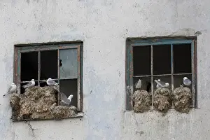 Tridactyla: Black-legged Kittiwake - nesting on a window