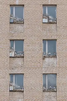 Tridactyla: Black-legged Kittiwake - nesting on a window
