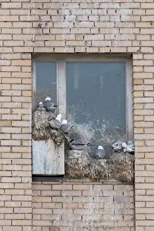 Windows: Black-legged Kittiwake - nesting on a window