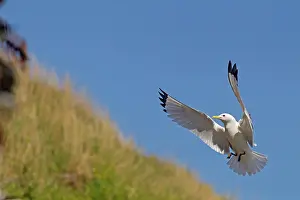 Tridactyla: Black-legged Kittiwake (Rissa tridactyla) adult