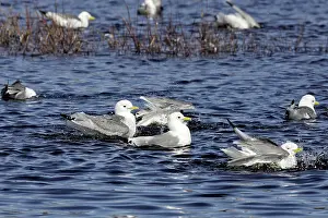 Kittiwakes: Black-legged Kittiwake - in water