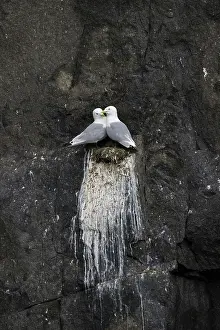 Kittiwakes: Black-legged Kittiwakes