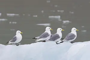 Regions: Black-legged Kittiwakes