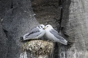Regions: Black-legged Kittiwakes
