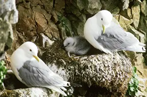 Kittiwakes: Black-legged Kittiwakes (Rissa tridactyla)