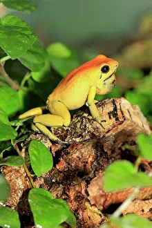 Batrachians: Black-legged poison frog, bicolored dart frog or