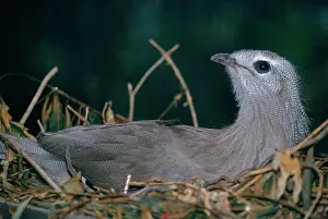 Seriema: Black Legged Seriema - on nest