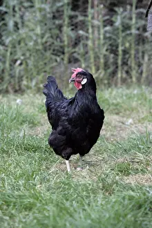 Blacks: Black Leghorn hen Warwickshire
