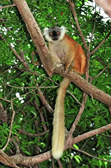 Macaco: Black Lemur - female
