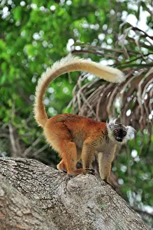 Macaco: Black Lemur - female