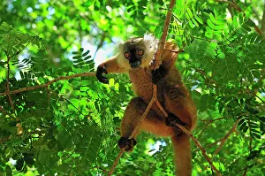 Macaco: Black Lemur - female