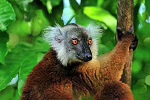 Macaco: Black Lemur - female