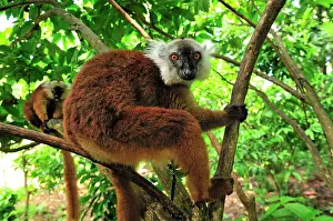 Macaco: Black Lemur - female
