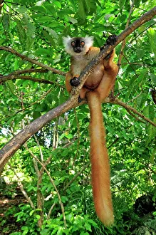 Macaco: Black Lemur - female