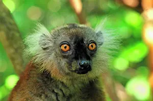 Macaco: Black Lemur - female