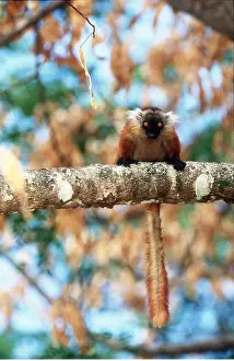 Tails: BLACK LEMUR - female, on branch