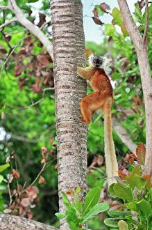 Macaco: Black Lemur - female climbing tree