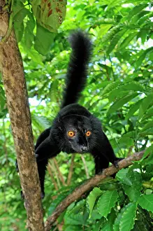 Macaco: Black Lemur - male