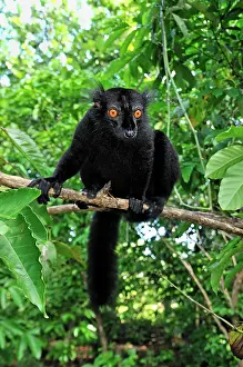 Macaco: Black Lemur - male