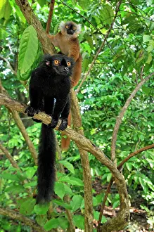 Macaco: Black Lemur - male