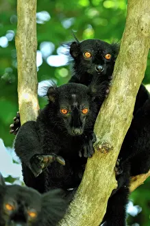 Macaco: Black Lemur - male