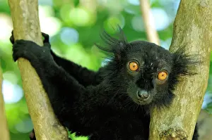 Macaco: Black Lemur - male