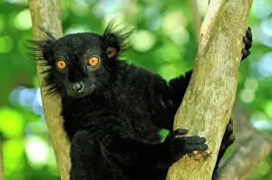 Macaco: Black Lemur - male