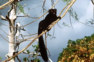 Licks: BLACK LEMUR - male, licks nose