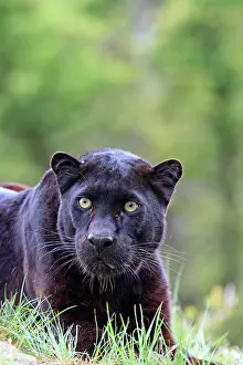 Black Leopard