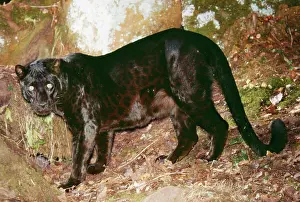 BLACK LEOPARD - side on