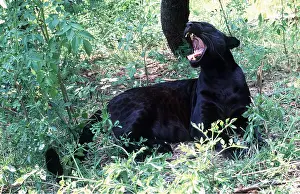Temperature: BLACK LEOPARD