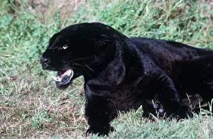 Leopards: BLACK LEOPARD