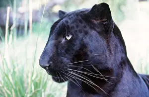 Leopards: BLACK LEOPARD - side on