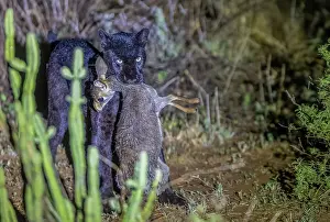 Mutation: BLACK LEOPARD