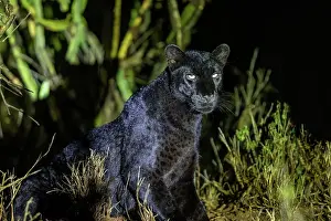 Mutation: BLACK LEOPARD