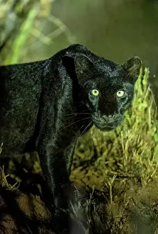 Mutation: BLACK LEOPARD