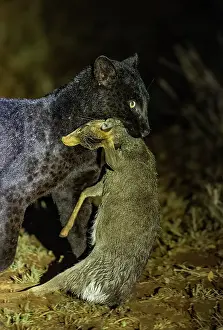 Mutation: BLACK LEOPARD