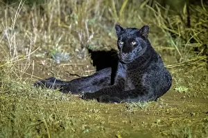 Mutation: BLACK LEOPARD