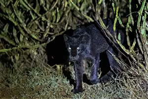Mutation: BLACK LEOPARD