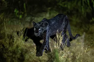 Mutation: BLACK LEOPARD
