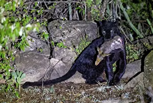 Mutation: BLACK LEOPARD