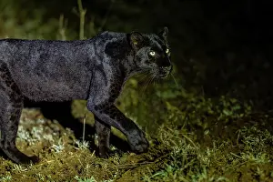 Mutation: BLACK LEOPARD
