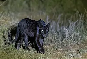Cleaned: BLACK LEOPARD