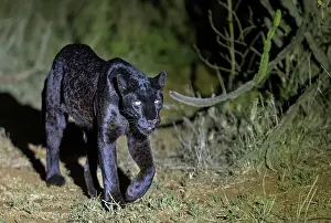 Cleaned: BLACK LEOPARD