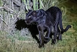 Cleaned: BLACK LEOPARD