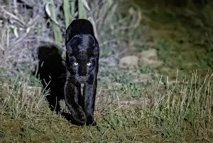 Cleaned: BLACK LEOPARD