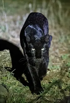 Cleaned: BLACK LEOPARD