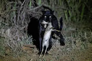 Mutation: BLACK LEOPARD