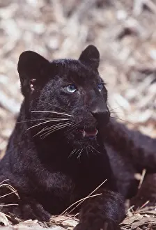 Leopards: BLACK LEOPARD - close-up of head, resting