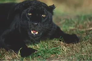 Show: BLACK LEOPARD - close-up of head, with teeth on show